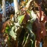 Seca del Mango - Cultivo de Mango