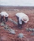 Siembra de la Piña Siembra de la Piña