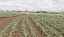 Siembra de la Piña Siembra de la Piña