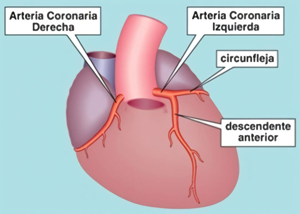 Arterias Cardiacas