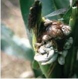 Carbon Comun Carbon Comun, carbones en las enfermedades del maíz