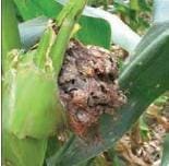 Carbon Comun Carbon Comun