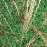 Falso Carbon Falso Carbon