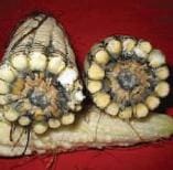 Pudrición Gris por Physalospora, infecciones tempranas Pudrición Gris por Physalospora, infecciones tempranas