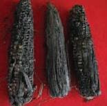 Pudrición Gris por Physalospora, abundantes esclerocios Pudrición Gris por Physalospora, abundantes esclerocios, enfermedades de la mazorca