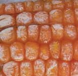 Pudrición Rosada por Fusarium, Gibberella moniliformis Wineland Pudrición Rosada por Fusarium, Gibberella moniliformis Wineland