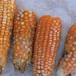 Pudrición Rosada por Fusarium, cosecha tardía Pudrición Rosada por Fusarium, cosecha tardía