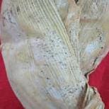 Pudrición por Diplodia Pudrición por Diplodia