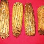 Pudrición por Diplodia, estado avanzado Pudrición por Diplodia, estado avanzado