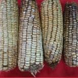 Pudrición por Diplodia, mazorcas café oscuro Pudrición por Diplodia, mazorcas café oscuro