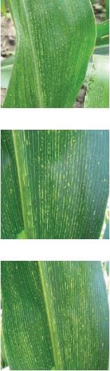 Virus del Rayado Fino del Maíz (MRFV)