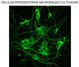 Celulas_Progenitoras