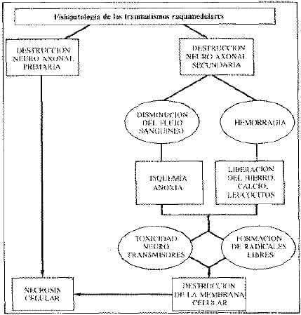 Fisioterapia de los traumatismos Raquimedulares Fisioterapia de los traumatismos Raquimedulares
