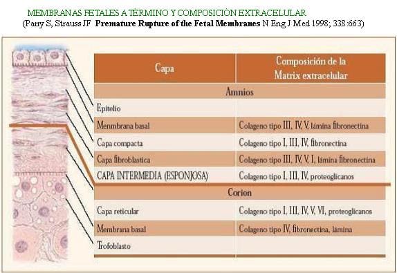 membranas-fetales