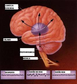 Psico_Oftalm_LaTeoriaOntog