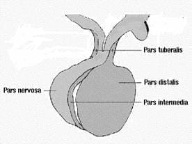 Neuronas hipotalámicas - neuroendocrinología