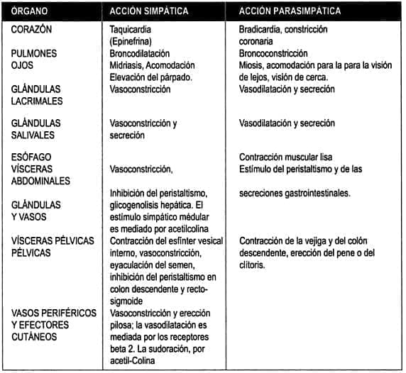 Efectos neurovegetativos - Acción simpática y parasimpática