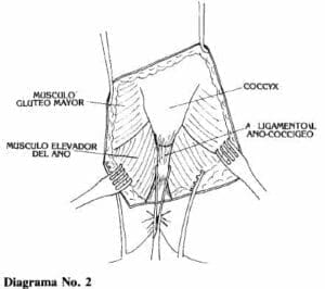 Exponer el sacro-coccix Exponer el sacro-coccix