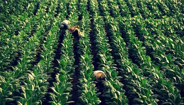 exportadores de productos agrícolas