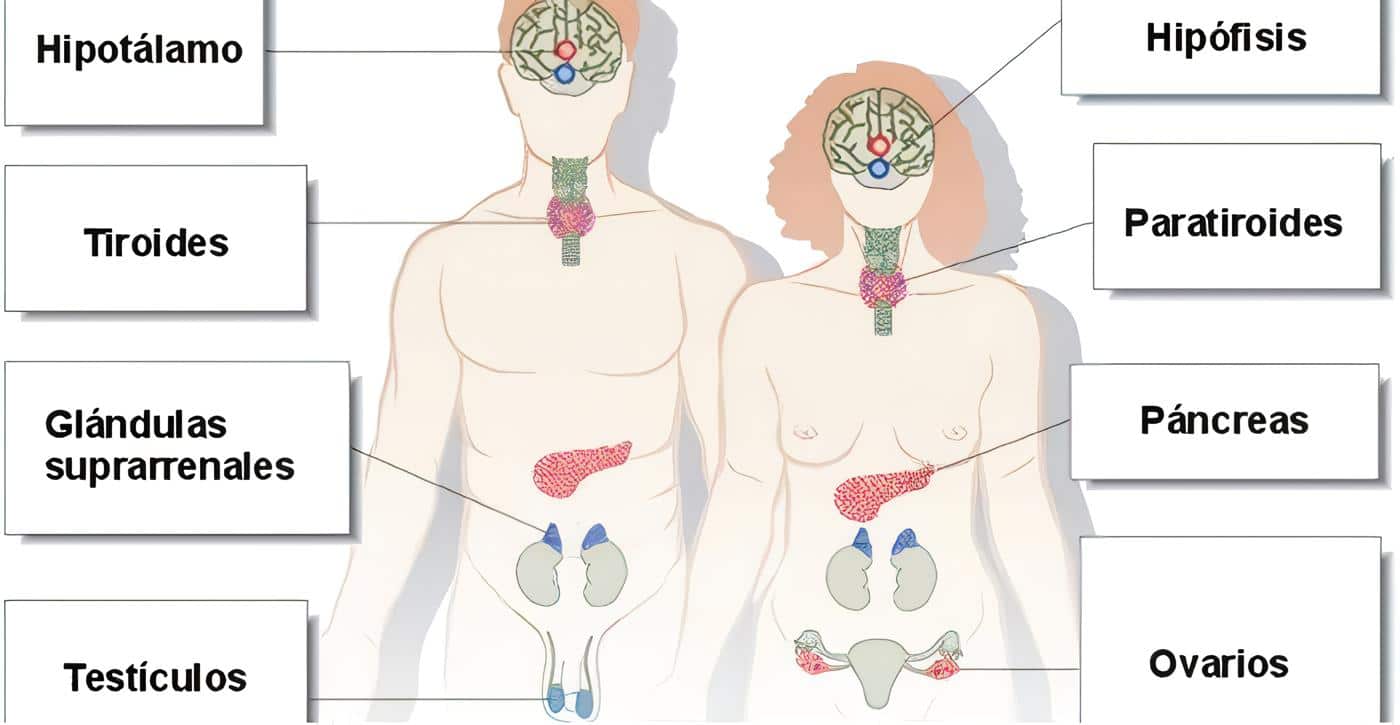 Fisiología Endocrina