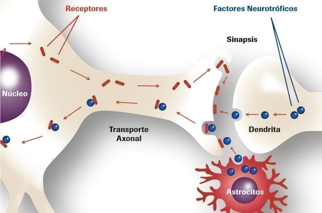 Factor Neurotrófico en ELA