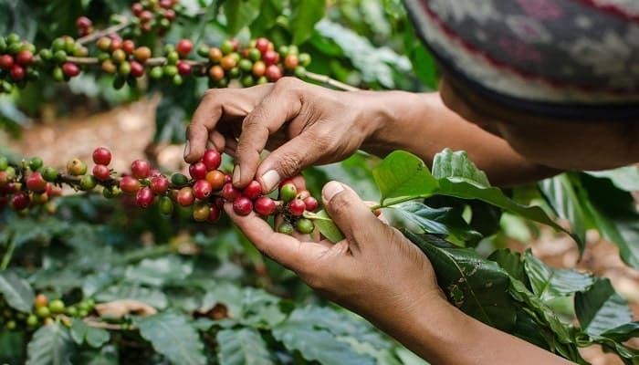 pulpa de café