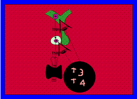 Eje hipotálamo-Hipófisis-Tiroides Eje hipotálamo-Hipófisis-Tiroides