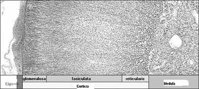 Histología de las cápsulas suprarrenales