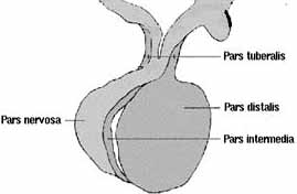 Embriología, anatomía e histología - Adenohipófisis Embriología, anatomía e histología - Adenohipófisis