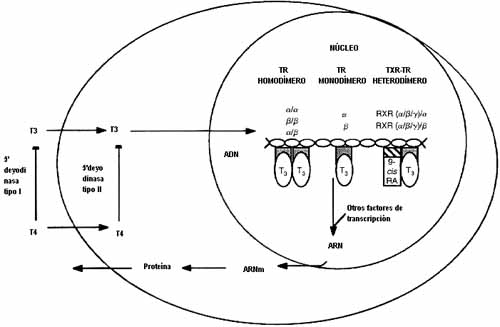 Glándula Tiroides Transporte Glándula Tiroides Transporte