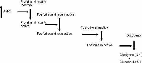eventos-intracelulares-ampc