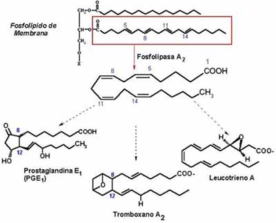 Metabolismo del Araquidonato Metabolismo del Araquidonato