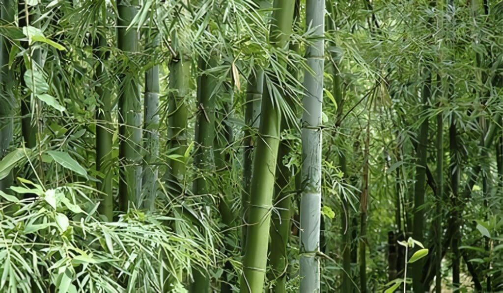 Bambu Japones