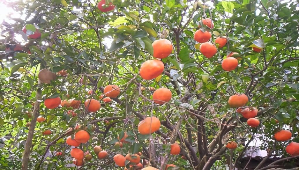 cultivos de cítricos