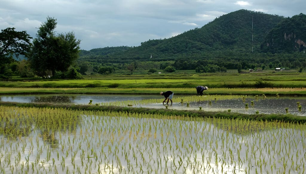 arroz bajo el agua