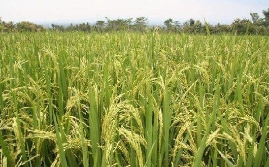 cultivo-de-arroz-colombia