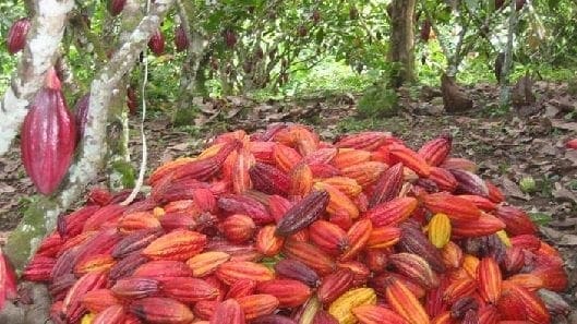 enfermedades del cultivo de cacao