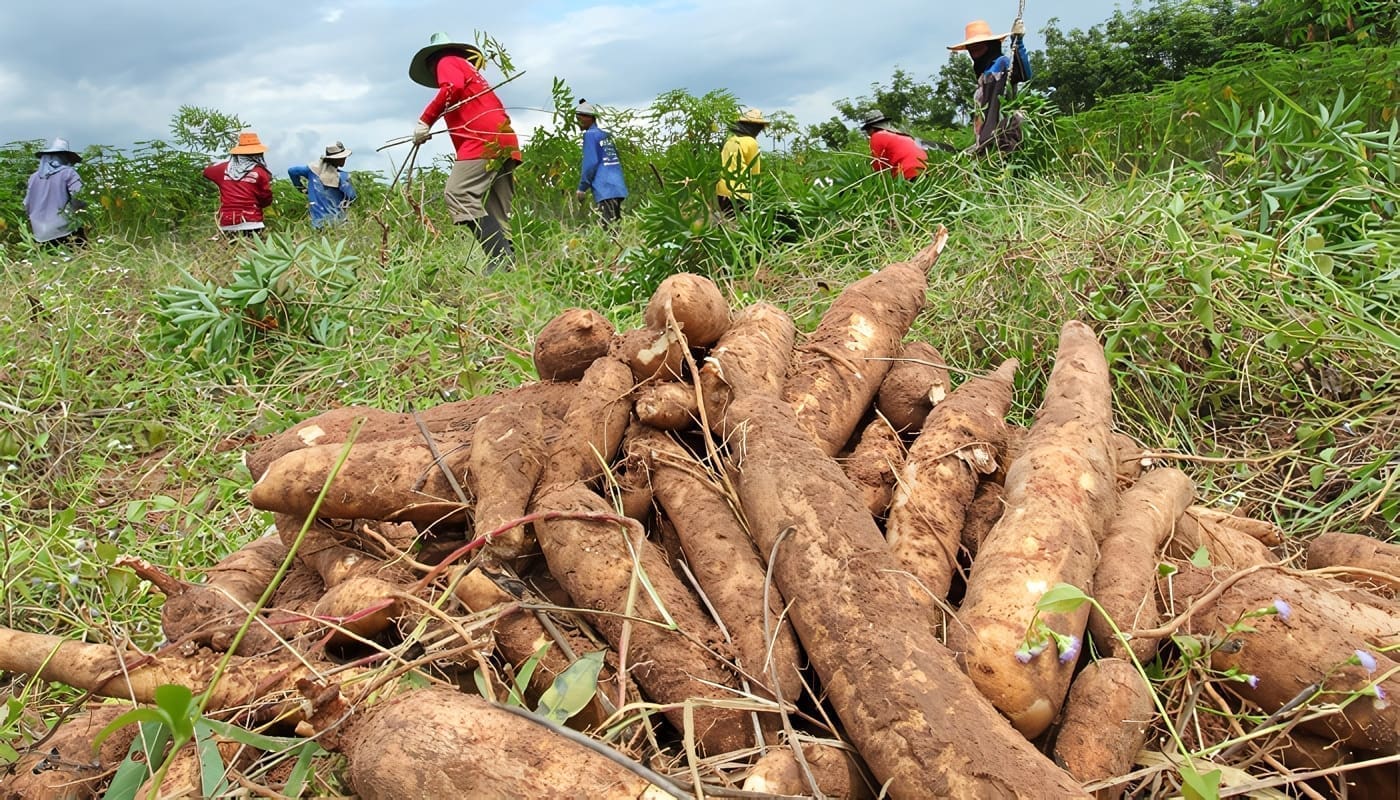 genoma del cultivo de yuca