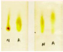 Electroforesis del Extracto de Alfalfa