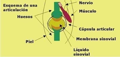Componentes típicos de las articulaciones Componentes típicos de las articulaciones