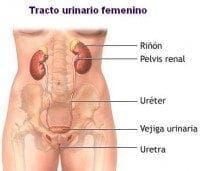 Tracto Urinario Femenino Tracto Urinario Femenino