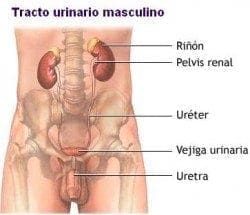 Tracto Urinario