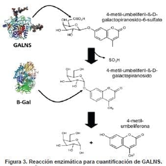 Reacción enzimática para cuantificación de GALNS