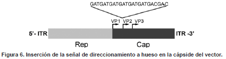 Inserción de la señal en la cápside del vector Inserción de la señal en la cápside del vector