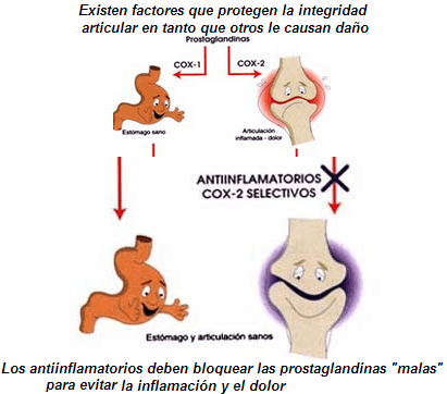 Integridad articular Integridad de las articulaciones