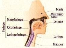 Aparato Respiratorio - Bronquitis