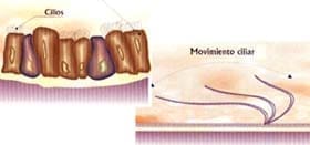 Bronquios - Movimiento Ciliar