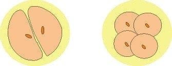 Planificación-óvulos  Planificación-óvulos