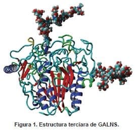 Estructura terciara de GALNS Estructura terciara de GALNS