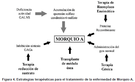 Tratamiento de la enfermedad de Morquio A Tratamiento de la enfermedad de Morquio A